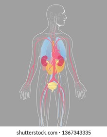 vector illustration internal organs human anatomy vector  on gray background, human internal anatomy.