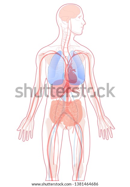Vector Illustration Internal Organs Human Anatomy Stock Vector (Royalty ...