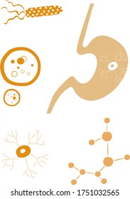 vector illustration of internal organs, stomach, bacteria, cells, viruses, microflora 
