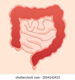 Ilustración vectorial del intestino con estructura interna visible, adecuada para la publicidad de productos sanitarios y educativos