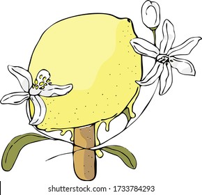 vector illustration intresting of a juicy lemon on a stick.doodle