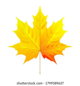 Vector illustration of iridescent maple yellow leaf isolated on white background. Element for autumn design.