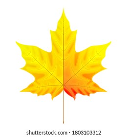 Ilustración vectorial de la hoja amarilla de arce iridiscente aislada sobre fondo blanco. Elemento para el diseño otoñal.