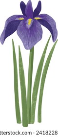 Vector illustration of iris flower