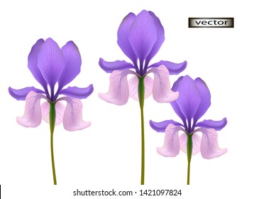 vector illustration of iris flower 3d naturalistic pattern macro flower purple and pink isolated on white background