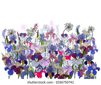 Vector illustration iris flower background.tropical Japanese flower and botanical iris flower garden.