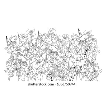 Vector illustration iris flower background.tropical Japanese flower and botanical iris flower garden.