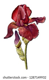 Vector illustration of iris flower. Embroidery imitation.  Illusnration of fancyworks iris flower