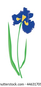 vector illustration of an iris flower isolated on white background