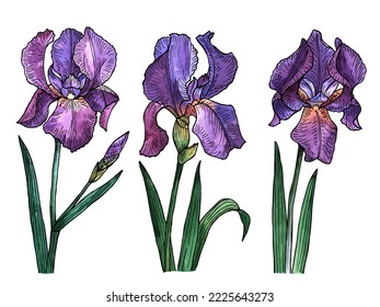 Vector illustration of iris flowers, hand drawn floral set