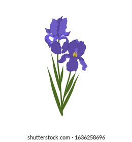 Vector illustration of iris flowers on a white isolated background. Template for postcard, poster, logo, web design.