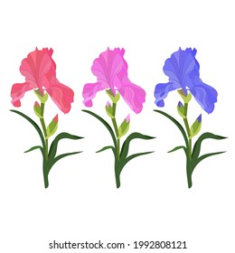 Vector illustration of iris flowers on a white isolated background. Template for postcard, poster, logo, web design.