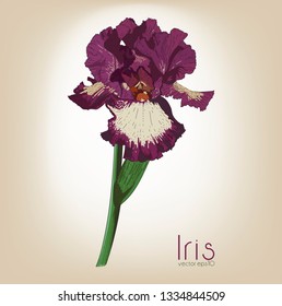 Vector illustration iris. Spring or summer flower. Blosson herbs. Hand drawing.