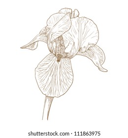 Vector illustration with iris in vintage engraving style.