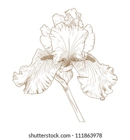 Vector illustration with iris in vintage engraving style.