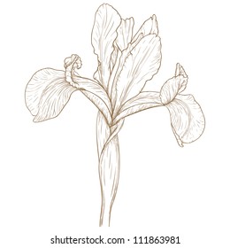 Vector illustration with iris in vintage engraving style.