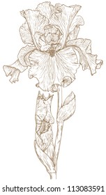 Vector illustration with iris in vintage engraving style.
