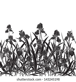 vector illustration of irises in black and white colors