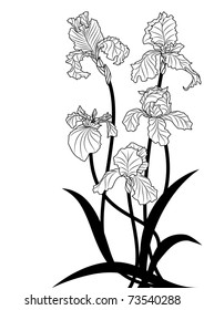 Vektorgrafik von Iris in schwarz-weißen Farben