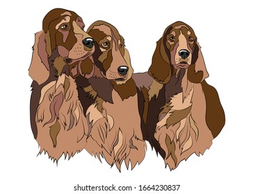Vector illustration of Irish Setter dog breed group. For logo branding t-shirt design coloring book catalog dog show.