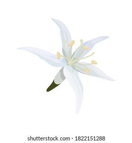 Vector illustration of an isolate on a white background open flower bud of a coffee tree in a cartoon style. Delicate white petals of a coffee flower.