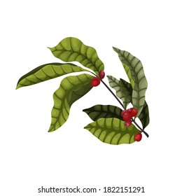 Ilustración vectorial aislada en una rama de fondo blanco de un árbol de café con bayas y hojas en un estilo de dibujos animados. Hojas verdes oscuras y bayas de café rojas para el embalaje y diseño publicitario.