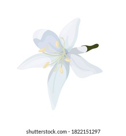 Ilustración vectorial aislada en la parte superior del fondo blanco de una flor de un árbol de café en un estilo de dibujos animados. Pétalos blancos delgados de una flor de café.