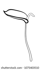 Vector illustration, isolated Anthurium flower in black and white colors
