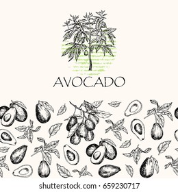 Vector illustration. Isolated avocado fruit tree, avocado leaves and branches. Element of seamless pattern.