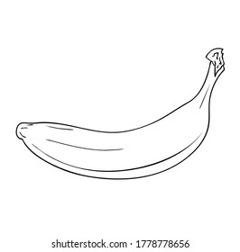 Vector illustration, isolated banana fruit in black and white colors, outline original hand painted drawing