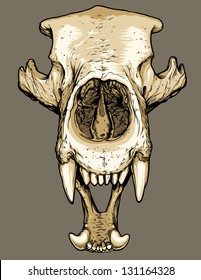 Drawing Bear Skulls