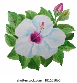 Vector illustration of isolated beautiful white hibiscus flower painted in watercolor