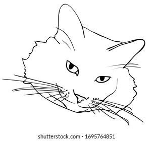 Vector illustration, isolated cat head in black and white colors, outline hand painted sketch drawing