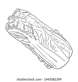 Vector illustration, isolated chinese cabbage in black and white colors, outline hand painted drawing