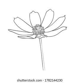 Ilustración vectorial, flor cosmos aislada en colores blanco y negro, dibujo original pintado a mano