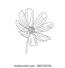 Ilustración vectorial, flor cosmos aislada en colores blanco y negro, dibujo original pintado a mano