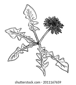 Vector illustration, isolated dandelion flower in black and white colors, original outline hand painted drawing