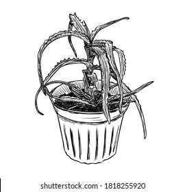 Vector illustration, isolated decorative aloe plant in a pot in black and white colors, original outline hand painted drawing
