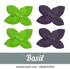 Vector illustration of isolated delicate fresh green and purple aromatic herb basil with or without water drops on leaves