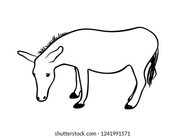 Vector illustration, isolated donkey in black and white colors, outline hand painted drawing