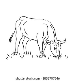 Vector illustration isolated doodle sketch bull eating grass on the farm.