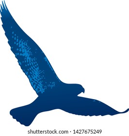 Vector illustration. Isolated flying hawk drawed in blue tones.