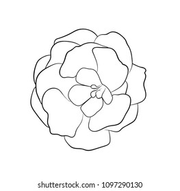 Vector illustration, isolated gloxinia flower in black and white colors, outline hand painted drawing