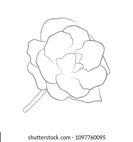 Vector illustration, isolated gloxinia flower in black and white colors, outline hand painted drawing