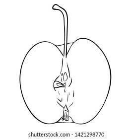 Vector illustration, isolated half of an apple fruit with a tail in black and white colors, outline hand painted drawing
