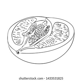 Vector illustration, isolated half of pomelo fruit in black and white colors, outline hand painted drawing