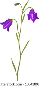 Vector illustration of an isolated harebell, campanula rotundifolia, with two blue-purple bellflowers on a slender green stem