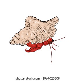 Vector Illustration of an isolated hermit crab, crab in a shell on a white background. Isolated marine animals for printing on paper, fabric, travel, logo, icon,