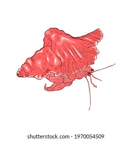 Vector Illustration of an isolated hermit crab, crab in a shell on a white background. Isolated marine animals for printing on paper, fabric, travel, logo, icon,