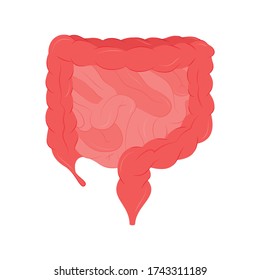 Vector illustration of an isolated human intestinal organ. 